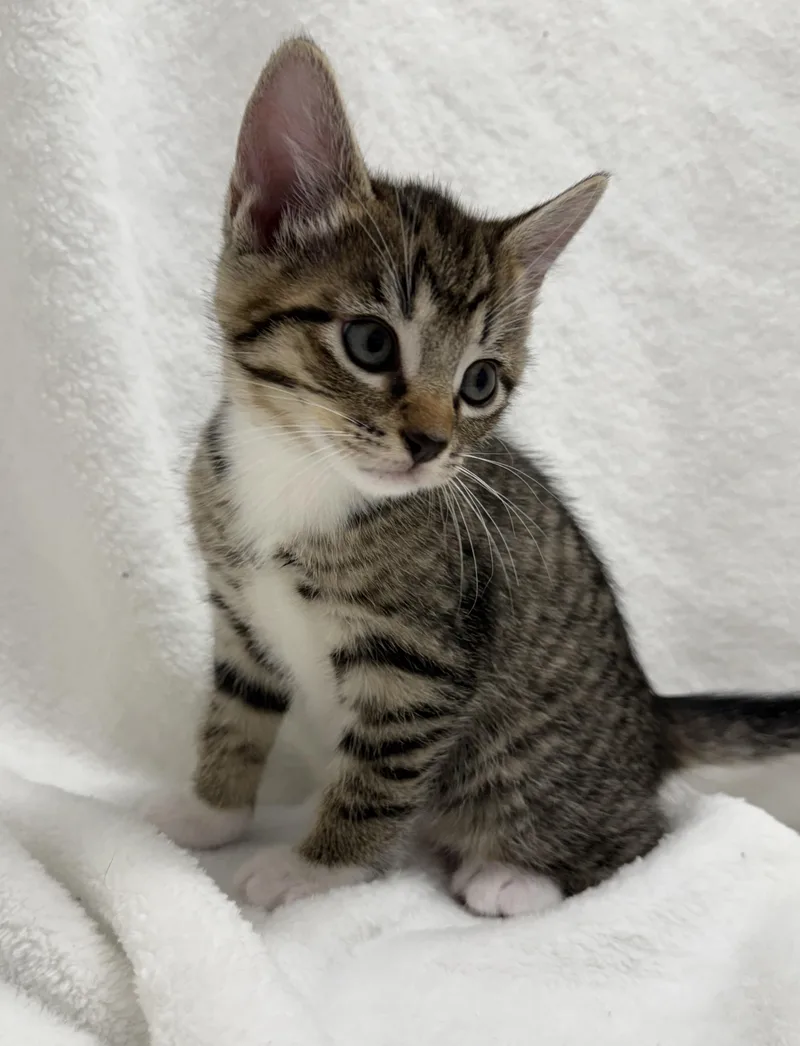 A baby medium-sized male Tabby (Brown / Chocolate) Domestic Short Hair cat named Tigger for adoption in Greensboro, NC
