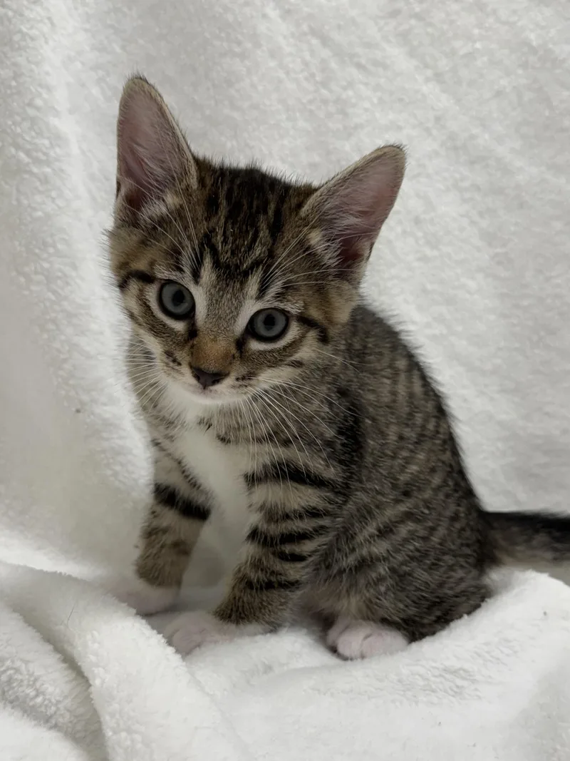 Tigger thumbnail 2