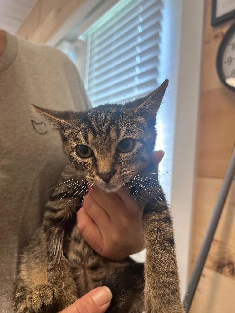 A baby medium-sized male Domestic Short Hair cat named Mato for adoption in Cumming, GA