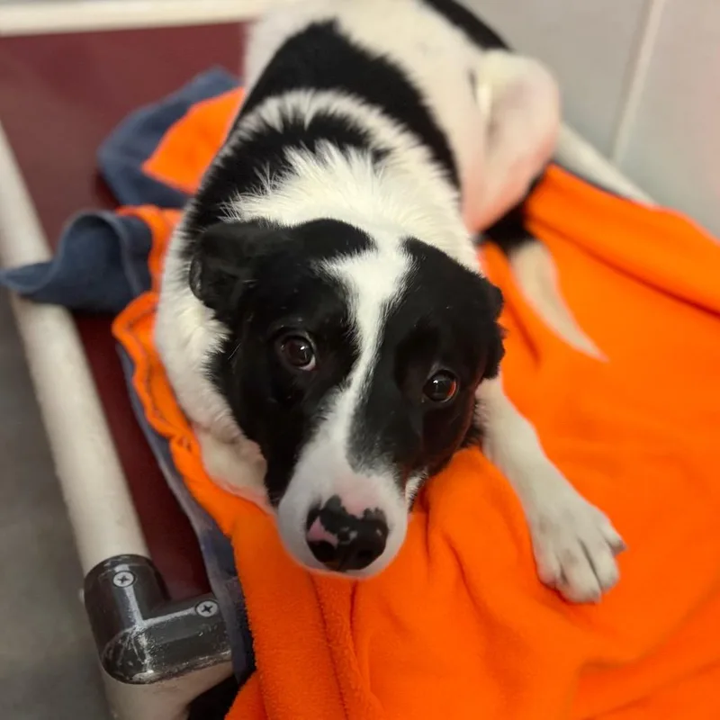 An adult medium-sized male White / Cream Mixed Breed dog named Spur for adoption in Park City, UT