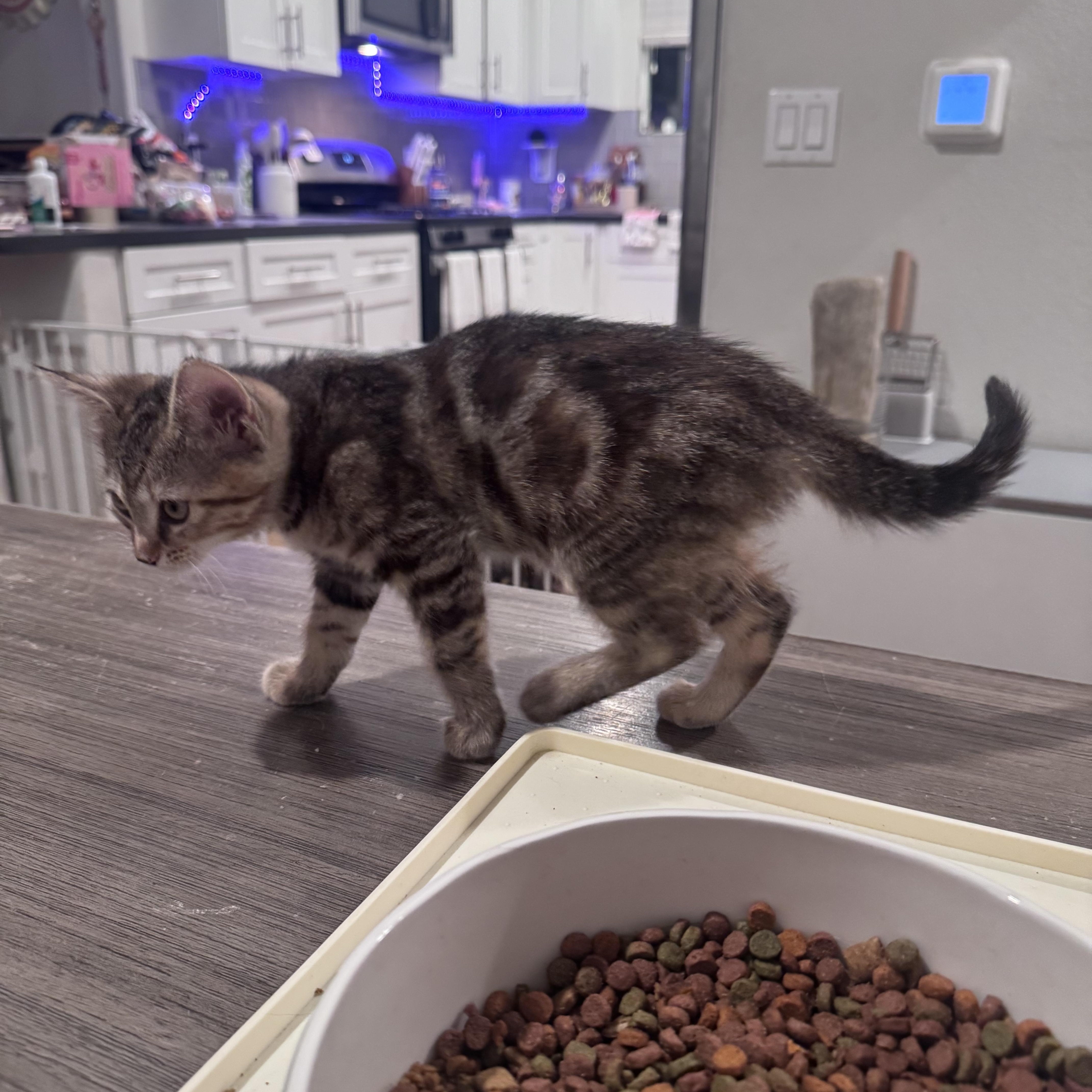 A baby small-sized female Tabby (Brown / Chocolate) Domestic Medium Hair cat named Alice for adoption in San Diego, CA