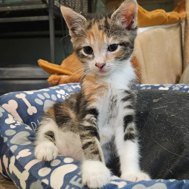 A baby small-sized female Calico American Shorthair cat named Patty for adoption in Elverta, CA