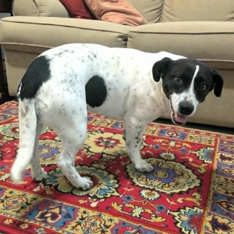 An adult medium-sized female White / Cream Mixed Breed dog named Fannie Mae for adoption in Boaz, AL