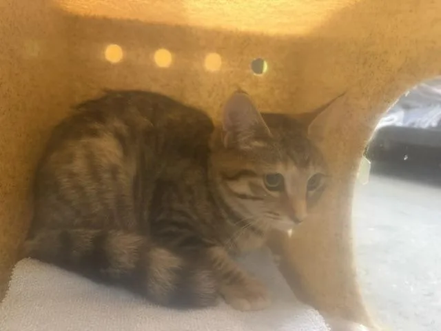 A young medium-sized female Domestic Short Hair cat named Bobbie for adoption in Kent, WA
