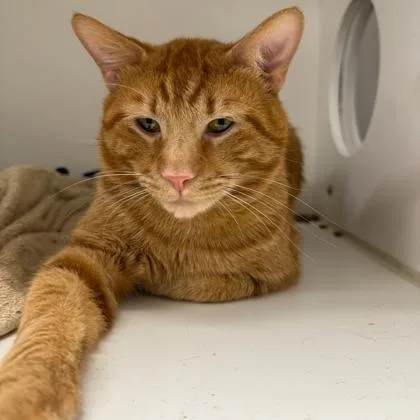 Simba