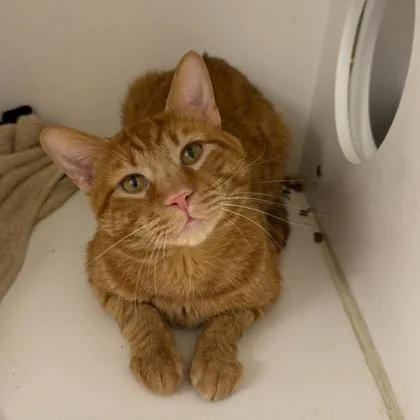 Simba thumbnail 2