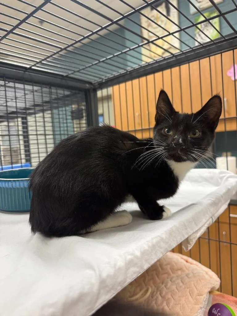 A baby medium-sized female Domestic Short Hair cat named Tallahassee for adoption in Johnson City, TN