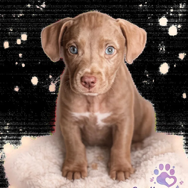 A baby medium-sized male Brown / Chocolate Pit Bull Terrier dog named Pup_ for adoption in Kissimmee, FL