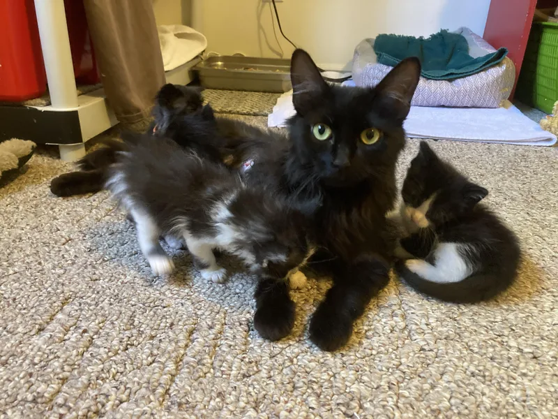 An adult medium-sized female Black Domestic Medium Hair cat named Elastagirl for adoption in Fruit Heights, UT