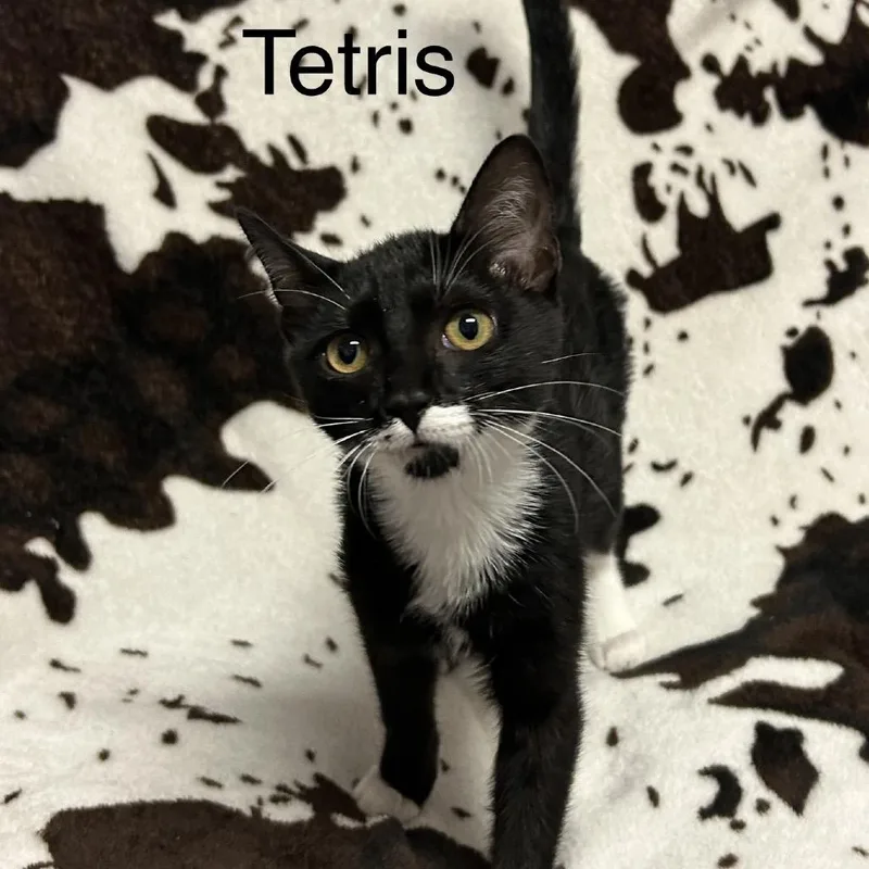 A young small-sized female Black Domestic Short Hair cat named Tetris for adoption in Buffalo, MN
