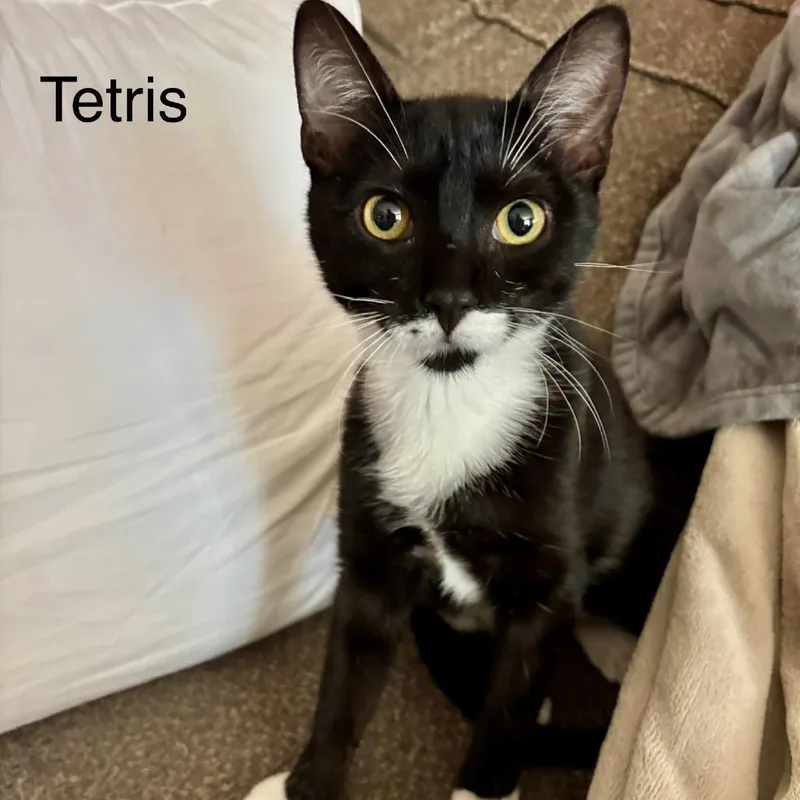 Tetris thumbnail 2