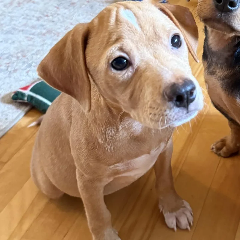 A baby small-sized female Yellow / Tan / Blond / Fawn Chihuahua dog named Sunni for adoption in Crystal, MN