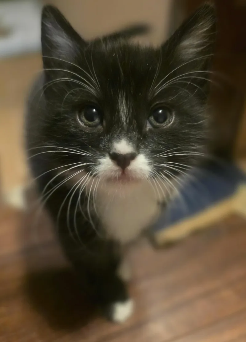 Athena