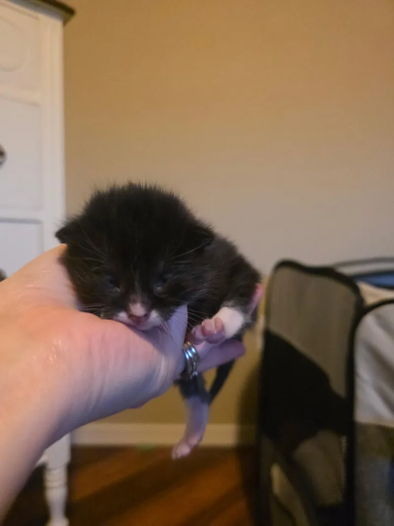 Athena thumbnail 3