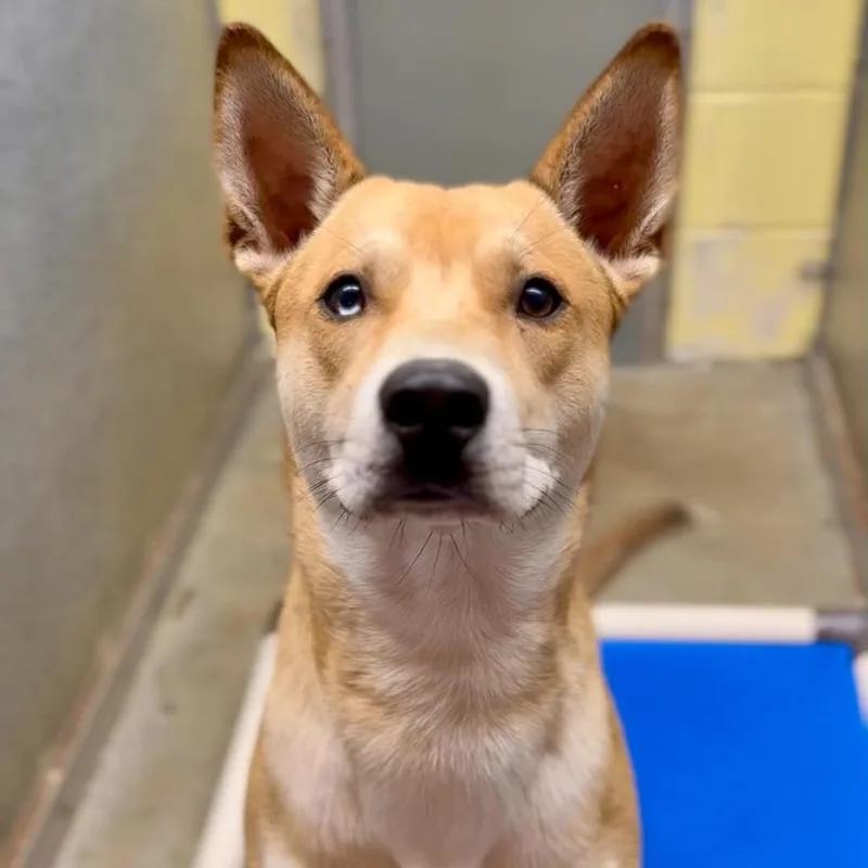 A young medium-sized male Yellow / Tan / Blond / Fawn Mixed Breed dog named Lightning for adoption in Washington Township, OH