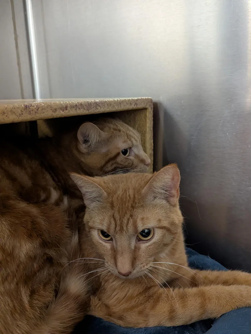 Oreilly And Finley thumbnail 2