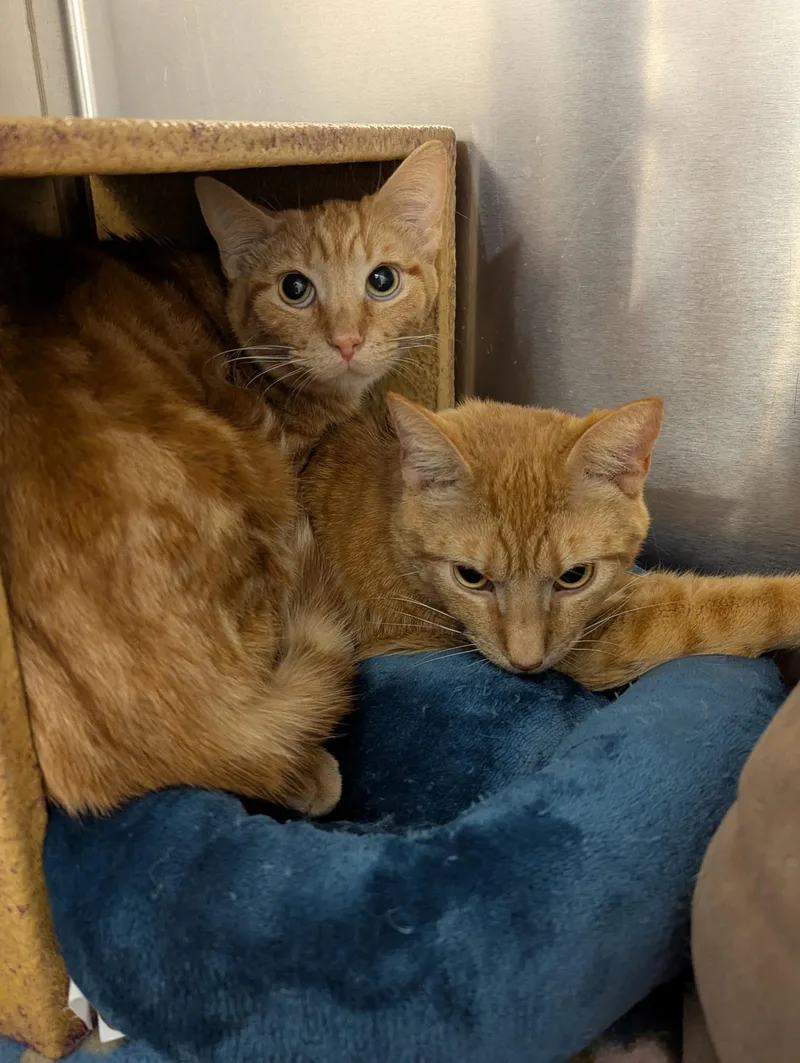 Oreilly And Finley thumbnail 3