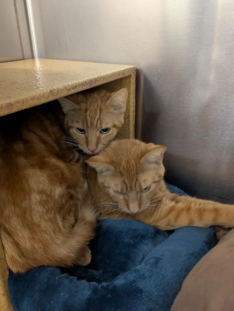 Oreilly And Finley thumbnail 4