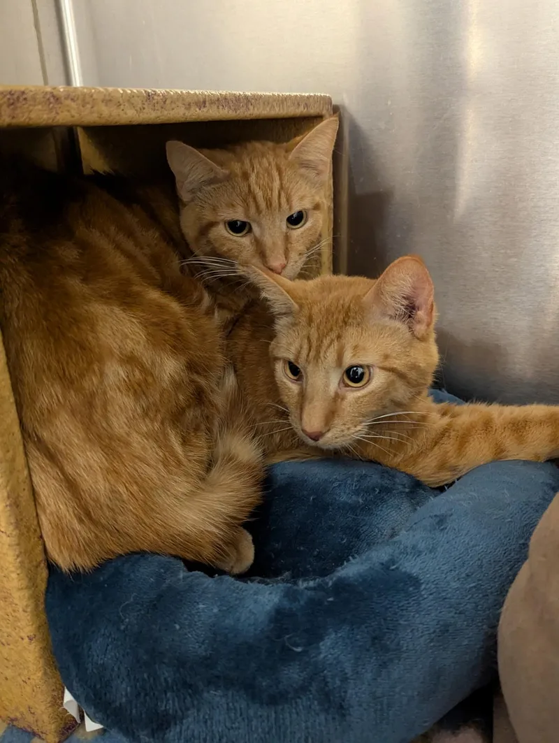 Oreilly And Finley thumbnail 5