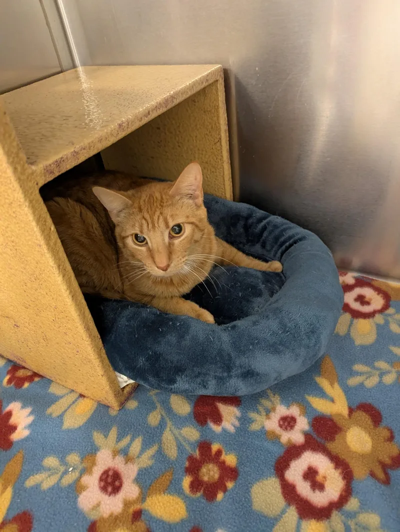 An adult medium-sized male Tabby (Orange / Red) Domestic Short Hair cat named Oreilly And Finley for adoption in Blaine, MN