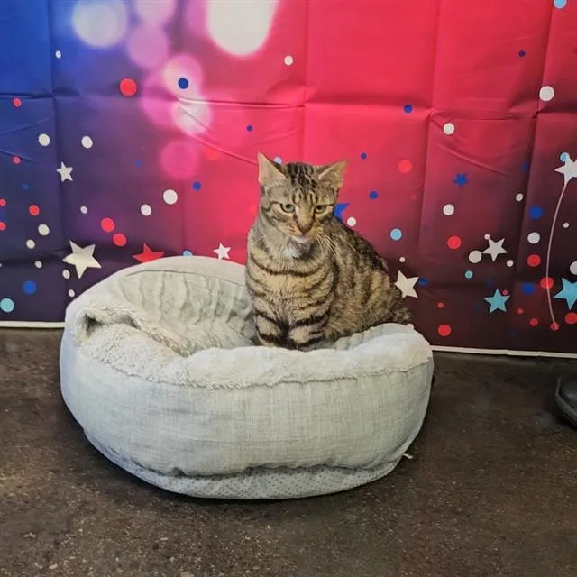 A young small-sized male Domestic Short Hair cat named A for adoption in Wylie, TX