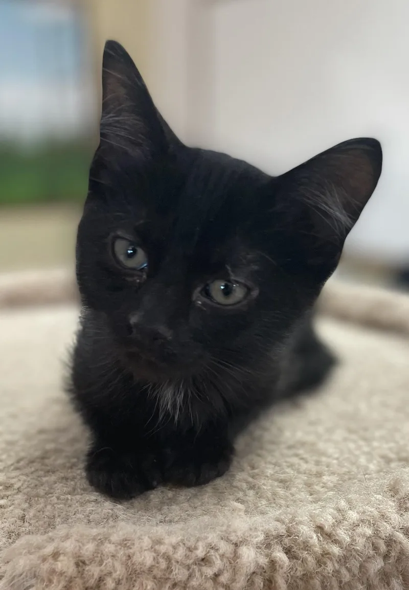 A baby medium-sized male Black Domestic Short Hair cat named Stymie for adoption in Neillsville, WI