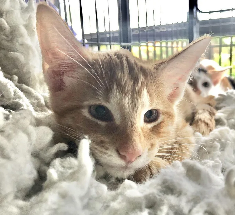 An adult medium-sized female American Shorthair cat named Ginger Snap for adoption in Naples, FL