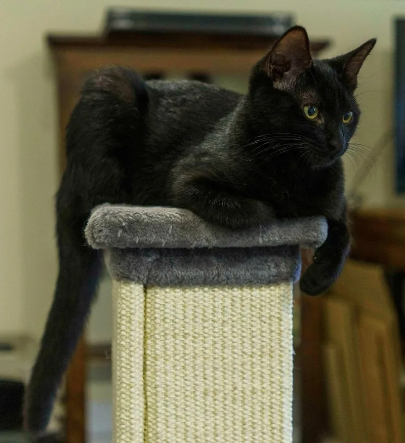 A baby small-sized female Black Domestic Short Hair cat named Coal for adoption in Lewisburg, PA