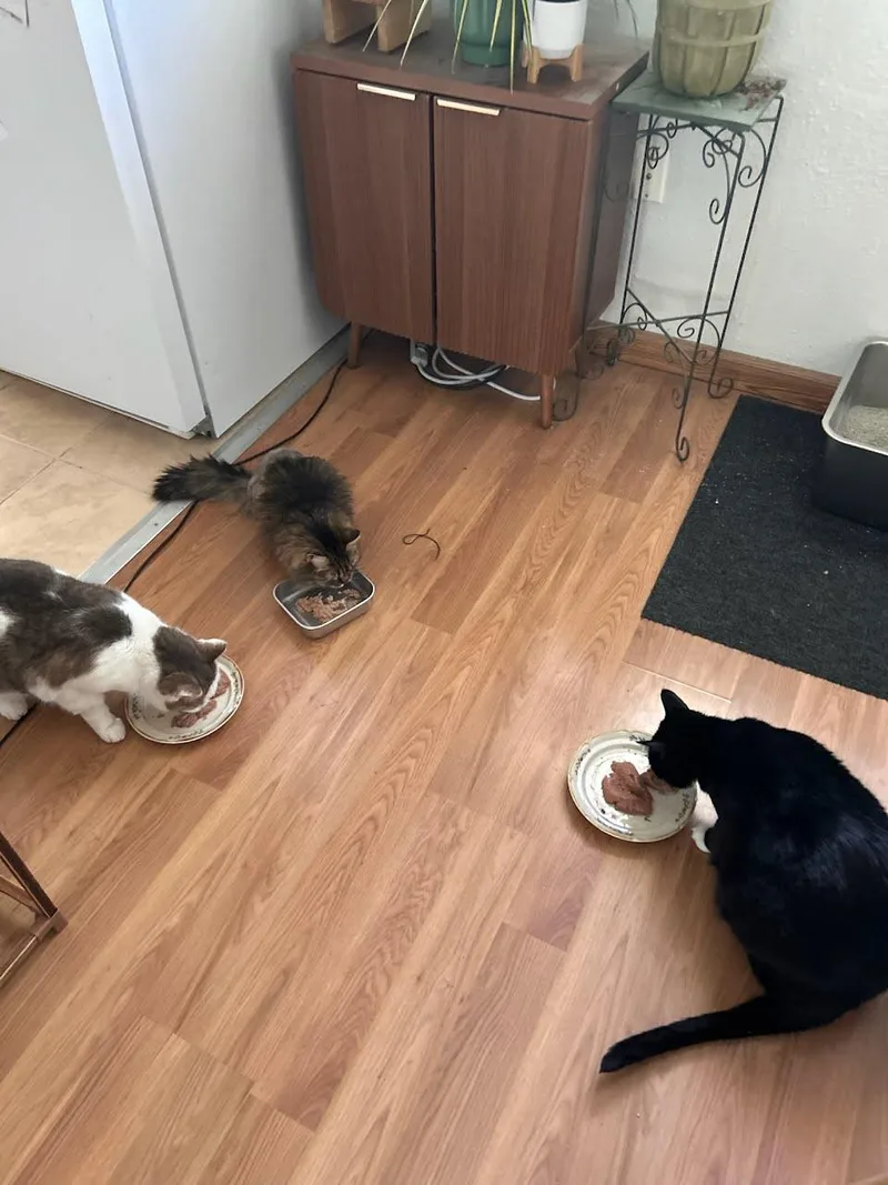 A senior medium-sized female Tabby (Brown / Chocolate) Domestic Long Hair cat named Bella for adoption in West Richland, WA