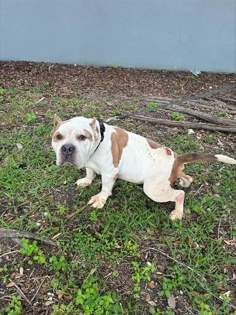 An adult large-sized male American Bulldog dog named Bob for adoption in Miami, FL