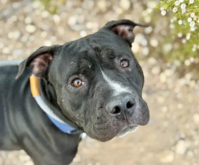 A young large-sized male Pit Bull Terrier dog named Muenster for adoption in Tucson, AZ