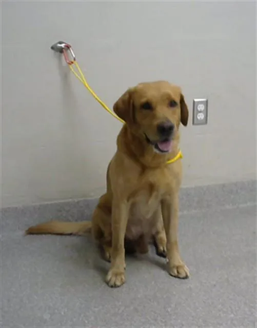 An adult large-sized male Labrador Retriever dog named Combo for adoption in Pasadena, TX