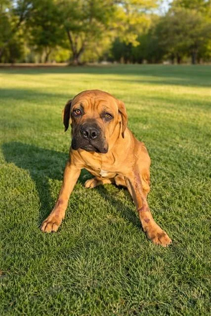 A young large-sized male Mastiff dog named Spot for adoption in Lancaster, CA