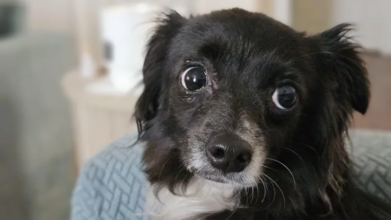 Belle thumbnail 3