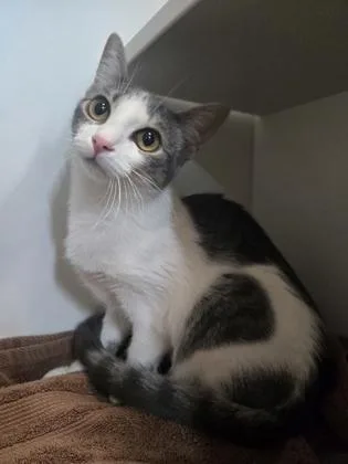 A young medium-sized female Domestic Short Hair cat named Faith for adoption in Savannah, GA