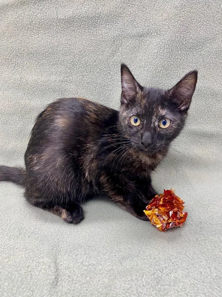 A baby small-sized female Tortoiseshell cat named Maple for adoption in Grants Pass, OR