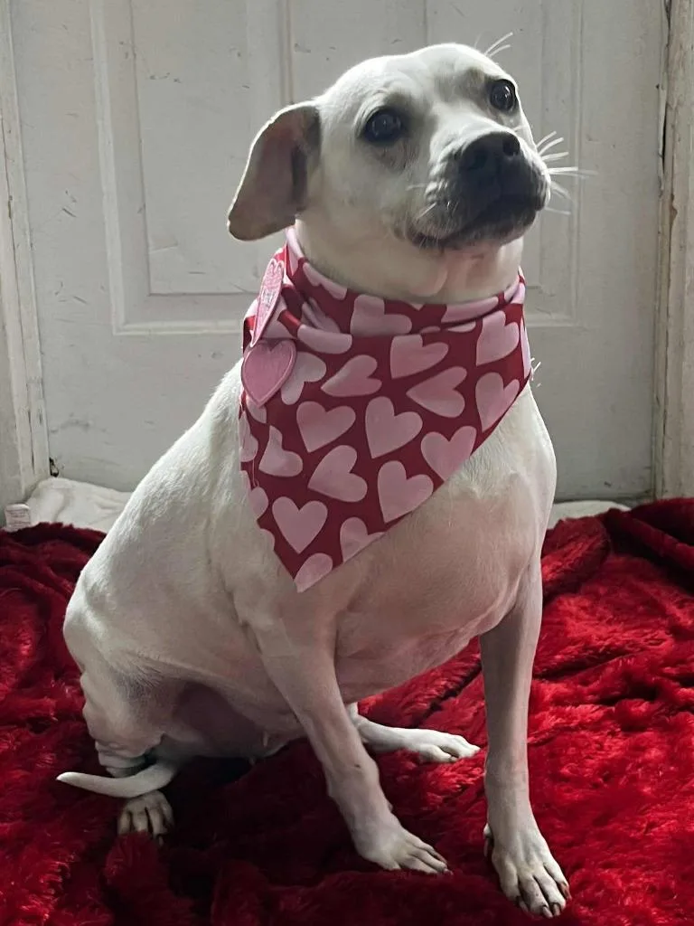 Trinette thumbnail 3