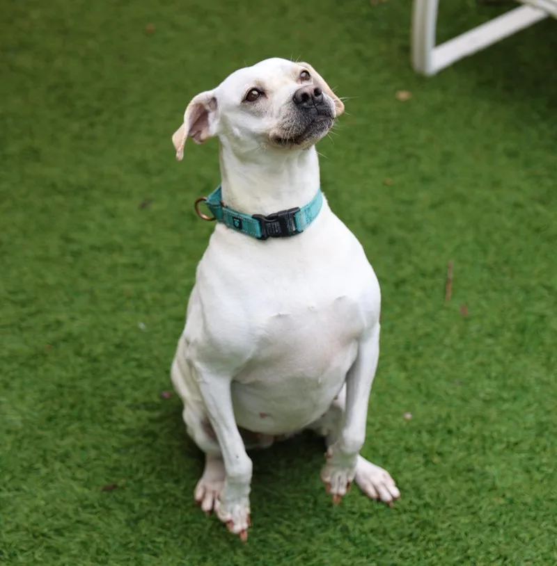 Trinette thumbnail 4