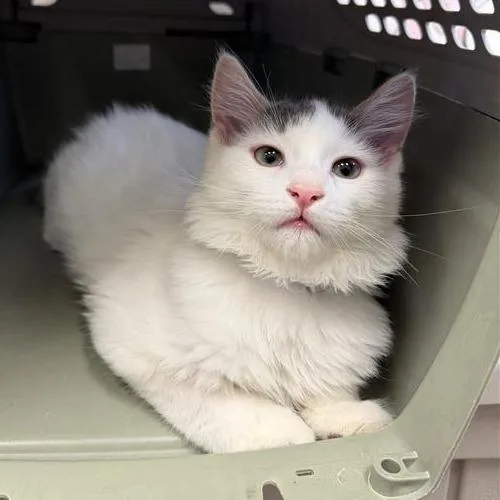 A baby small-sized male Gray / Blue / Silver Domestic Medium Hair cat named Blaze for adoption in Hawthorne, CA
