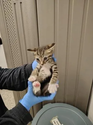 A baby small-sized male Domestic Short Hair cat named Orville for adoption in Gastonia, NC