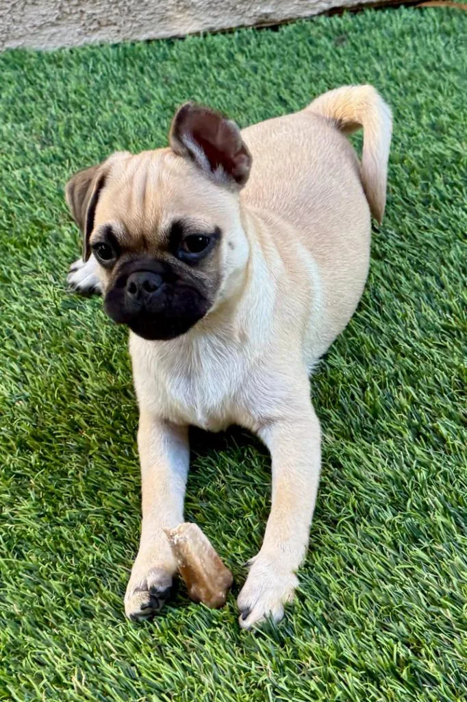 A baby small-sized male Mixed Breed dog named Otto for adoption in Thousand Oaks, CA