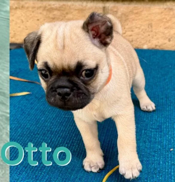 Otto thumbnail 5