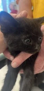 A baby small-sized male Domestic Short Hair cat named Bootes for adoption in Haw River, NC