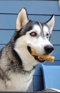 An adult medium-sized male Siberian Husky dog named Chevy for adoption in Washington Court House, OH