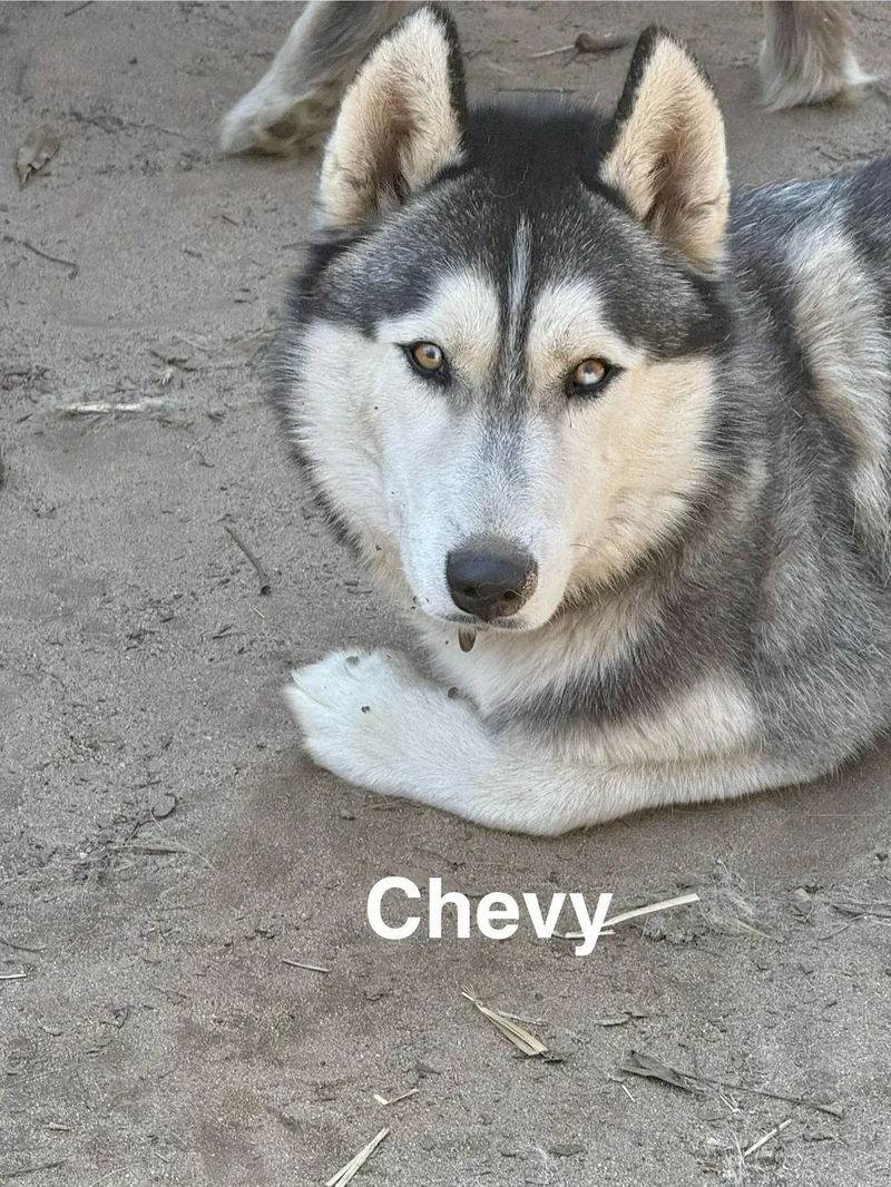 Chevy thumbnail 5