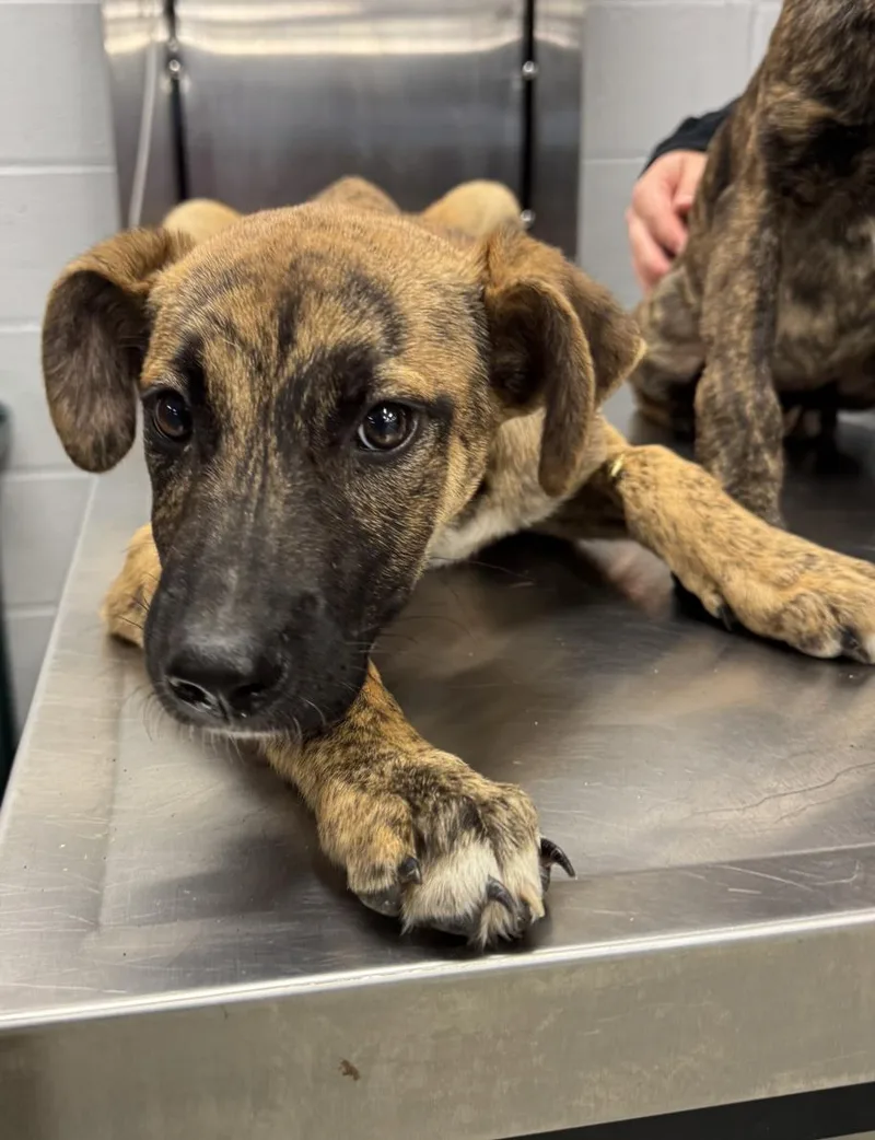 A baby small-sized female Dutch Shepherd dog named Zelda for adoption in Houston, TX