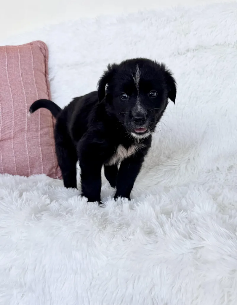 A baby medium-sized male Border Collie dog named Cooper for adoption in New York, NY