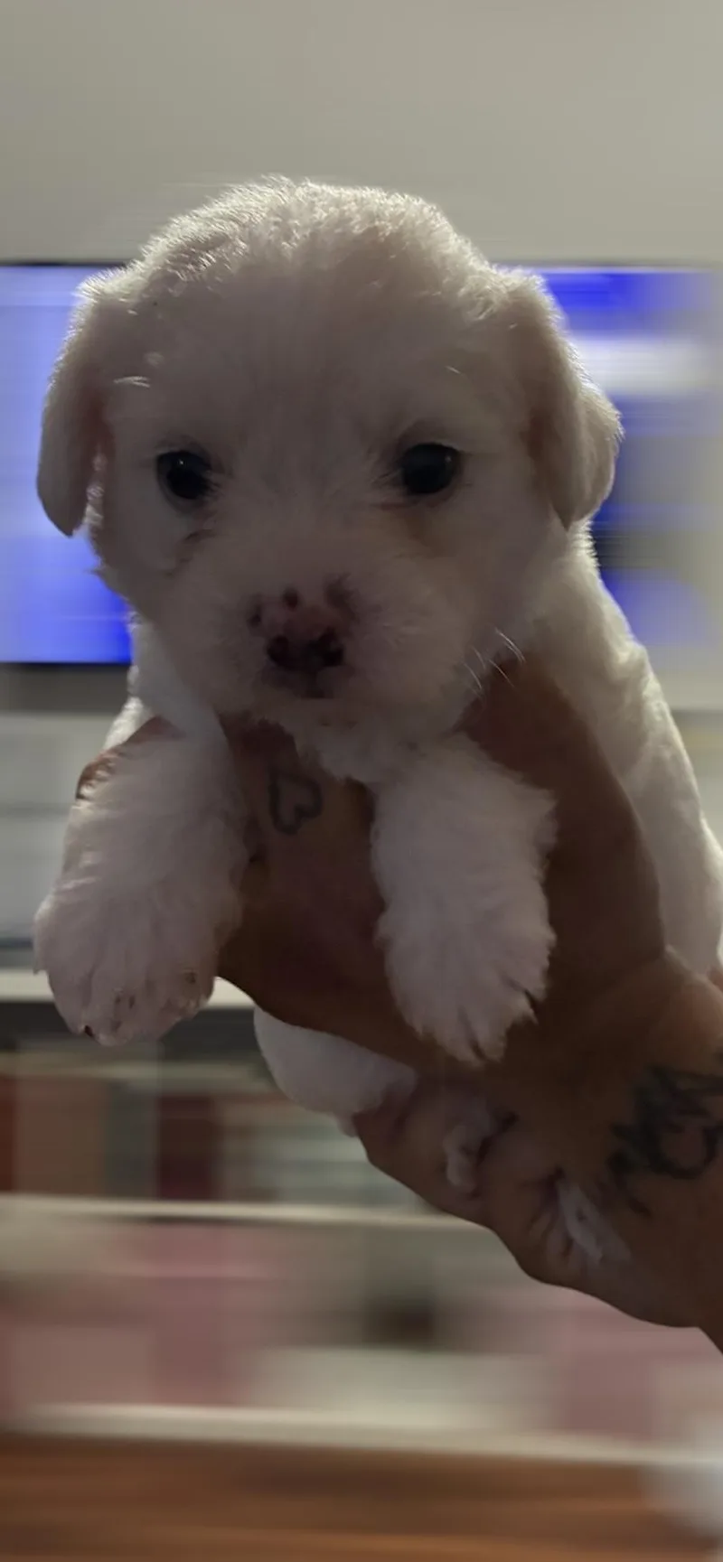 A baby small-sized female White / Cream Shih poo dog named Mercury for adoption in Arlington, TX