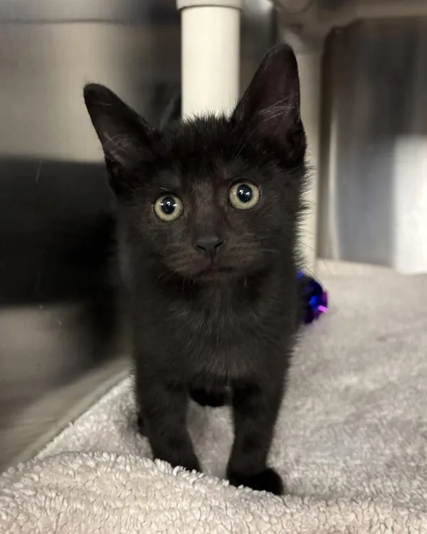 A baby small-sized male Domestic Short Hair cat named Bert for adoption in Richmond, VA
