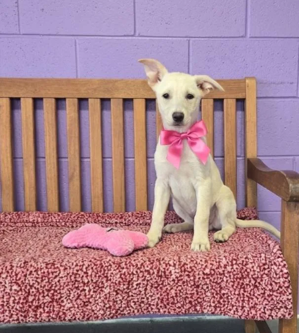 A baby medium-sized female Labrador Retriever dog named Lola for adoption in North Prairie, WI
